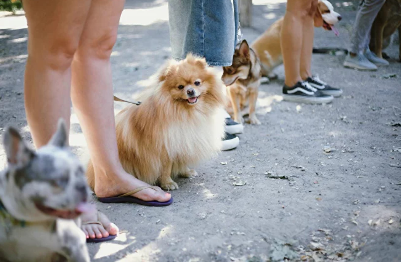 Happy puppy during training session